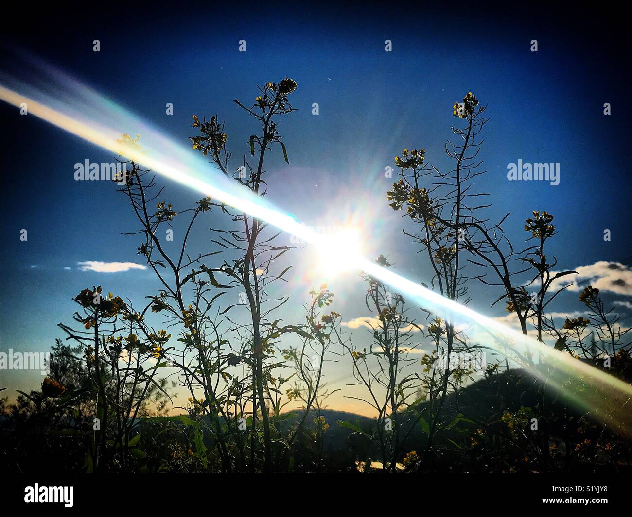 The sun shines in a prairy in Prado del Rey, Sierra de Cadiz, Andalucia, Spain - Smartphone Captured Stock Image