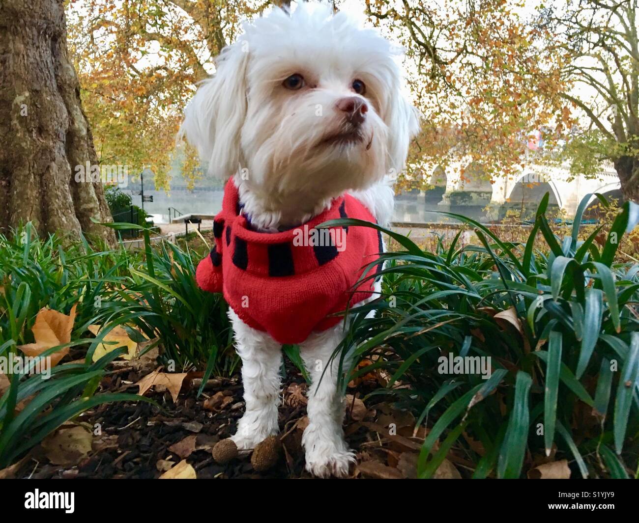 A small white mixed breed dog (Maltese - Shih Tsu) wearing a dog sweater on a cold morning at Richmond Upon Thames, London, England UK - Smartphone Captured Stock Image