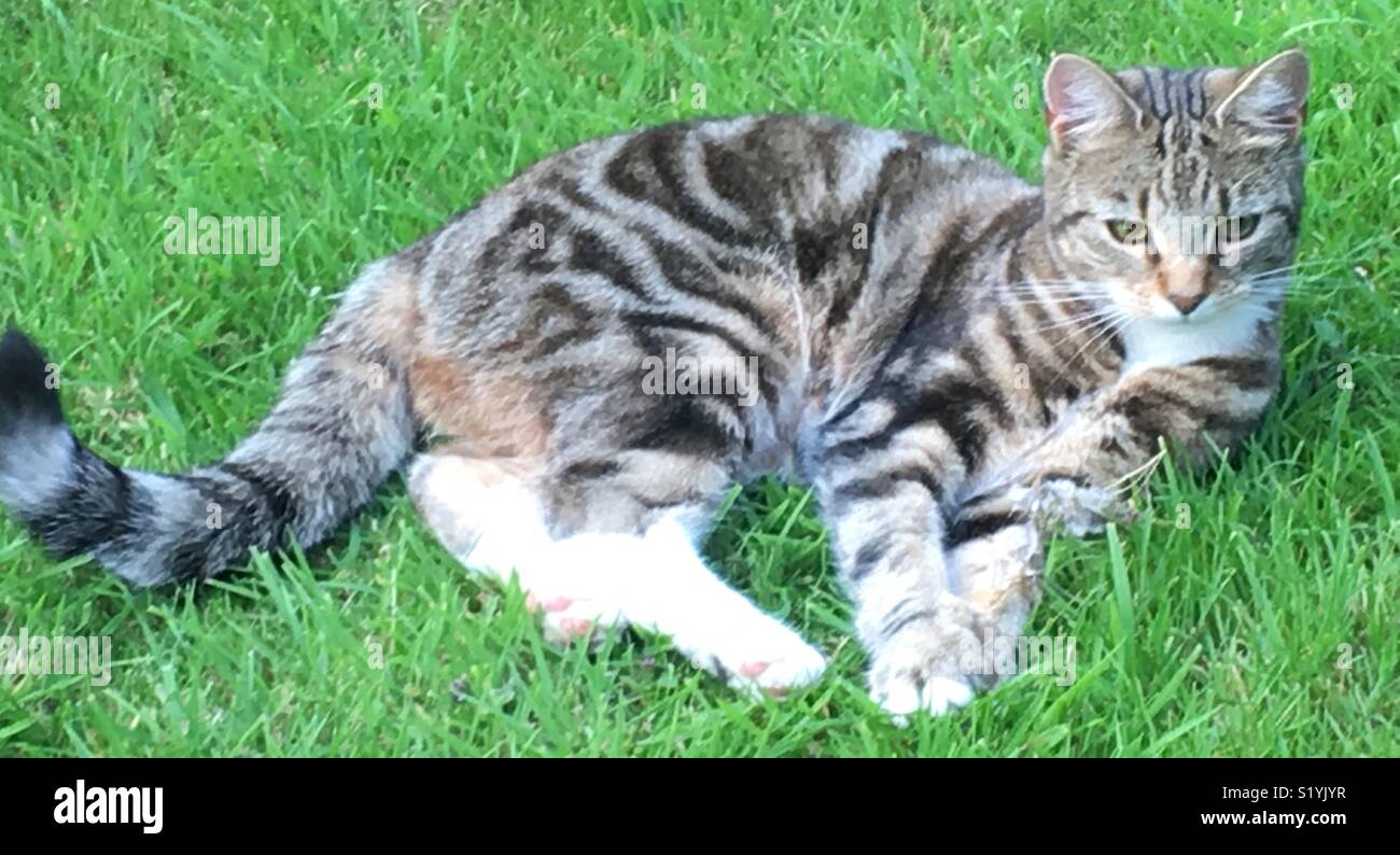 Cat lying grass hi-res stock photography and images - Alamy