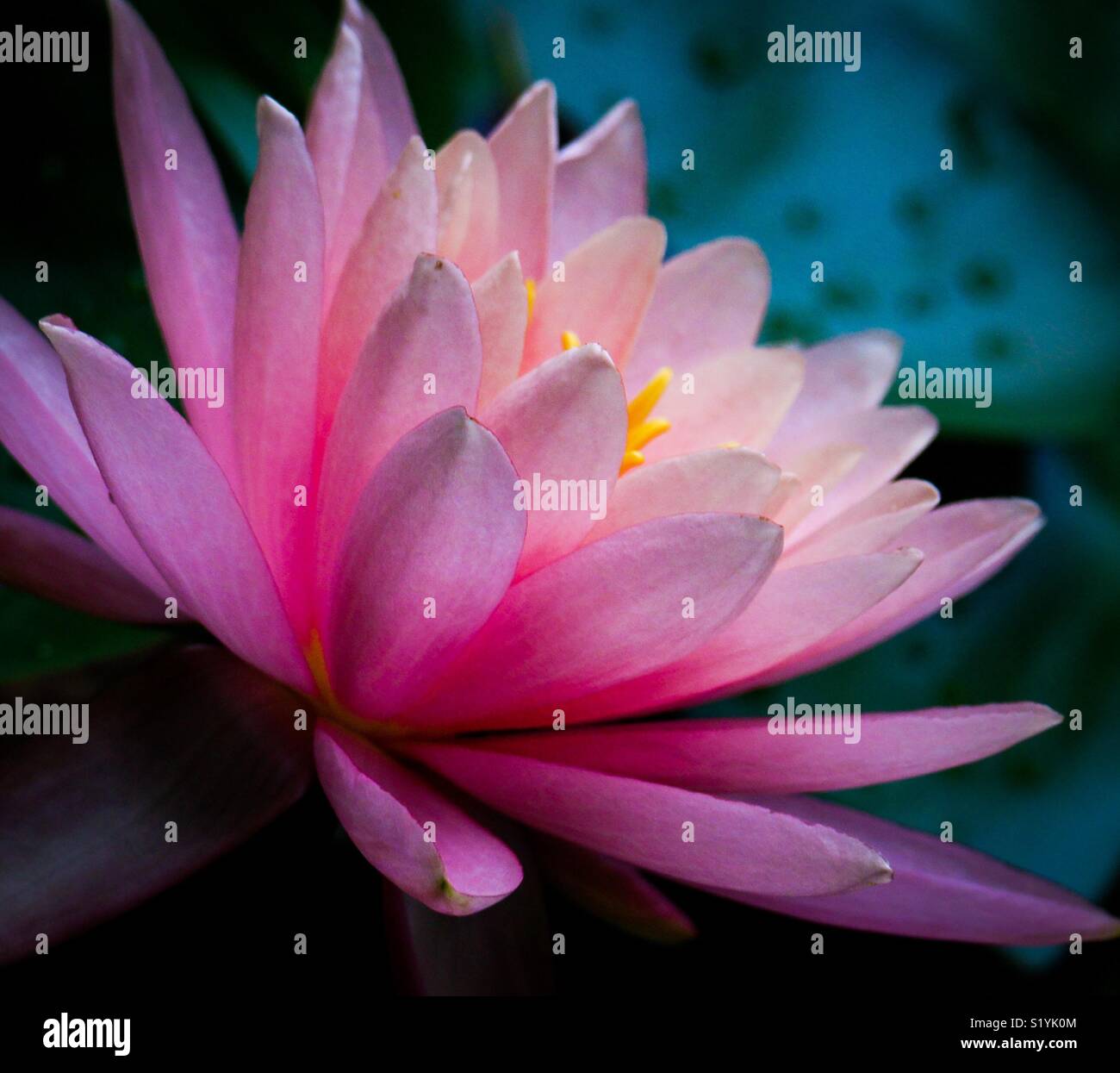 Queen of flowers Stock Photo Alamy