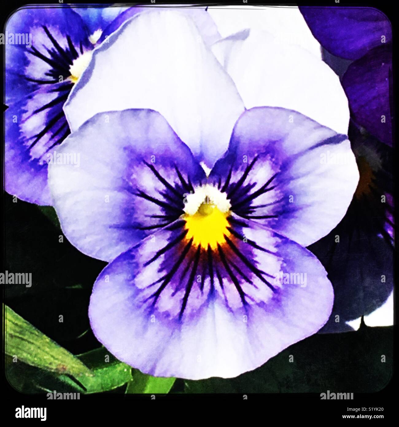 Purple And White Pansy Flower In Bloom At The Walt Disney World S Epcot Flower Garden Festival In Orlando Florida Taken In March 2018 Stock Photo Alamy