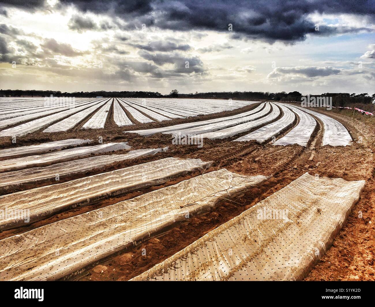 Early potato crop covered in plastic fleece to quicken growing time, Shottisham, Suffolk, UK. - Smartphone Captured Stock Image