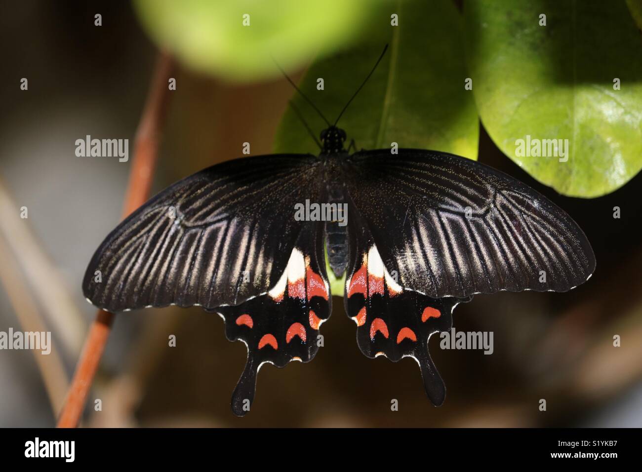 Amazing butterfly Stock Photo