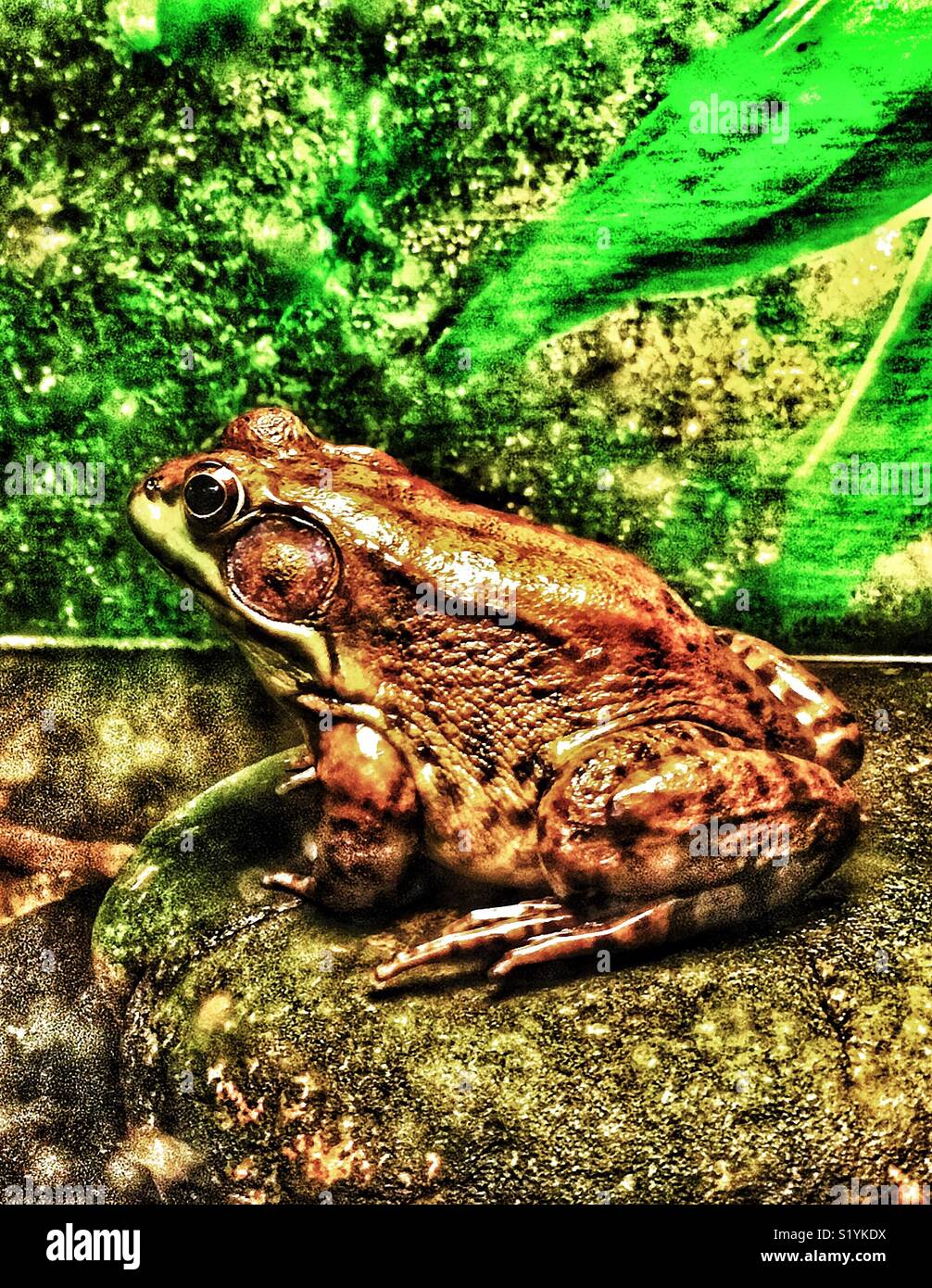 Northern green frog portrait (Lithobates clamitans melanota) - Smartphone Captured Stock Image