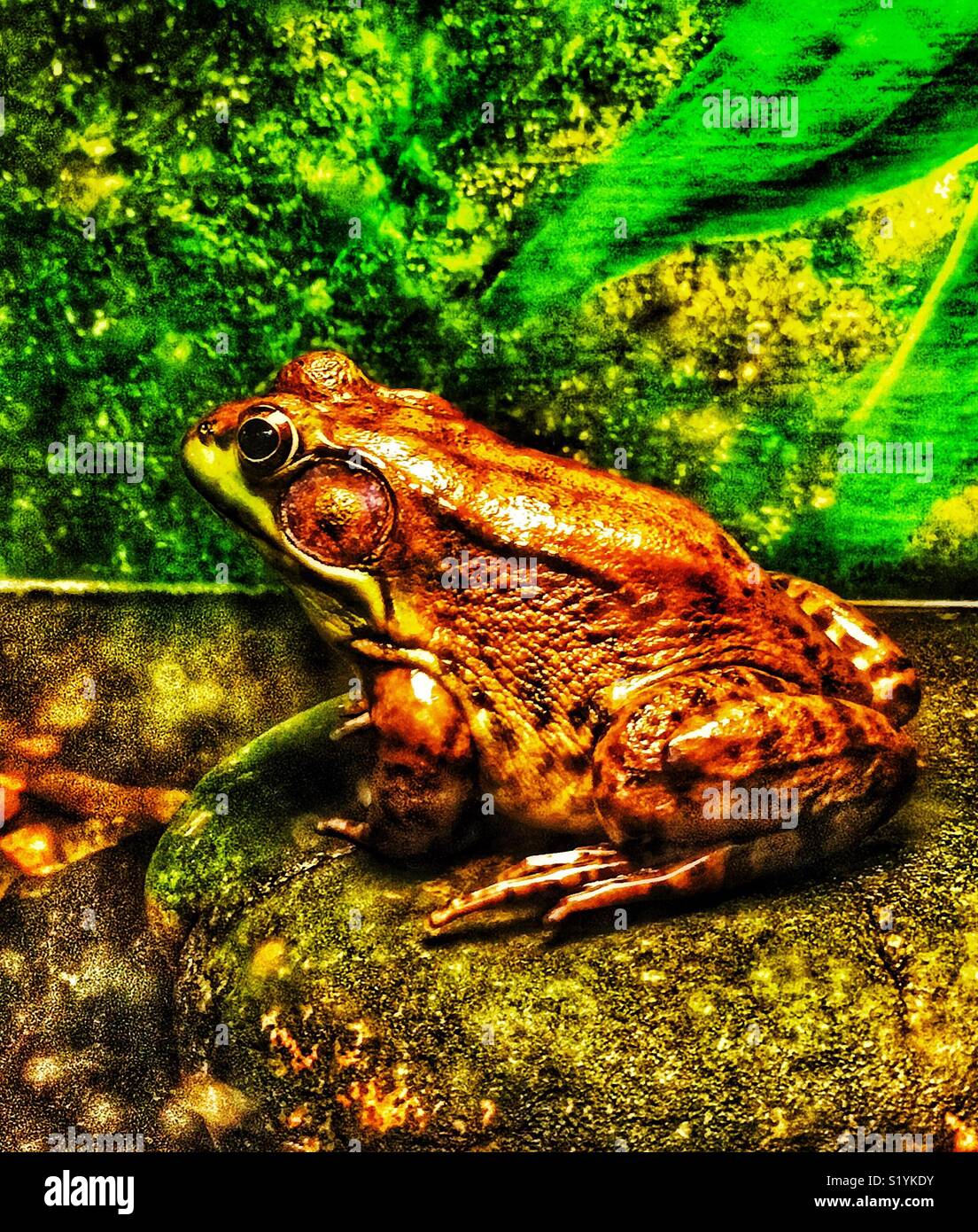 Northern green frog portrait (Lithobates clamitans melanota) - Smartphone Captured Stock Image