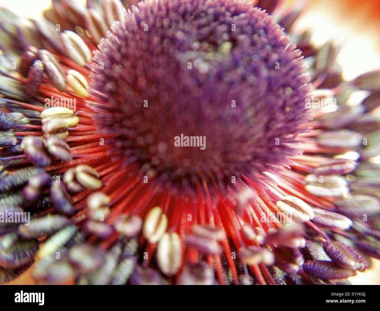Center of Anemona flower. Macro. Stock Photo