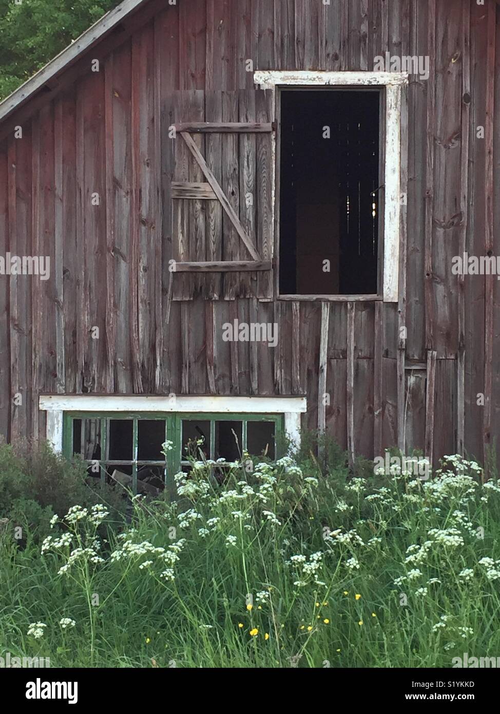 Textured old weathered barn and pane window. Cow parsley in foreground. Stock Photo