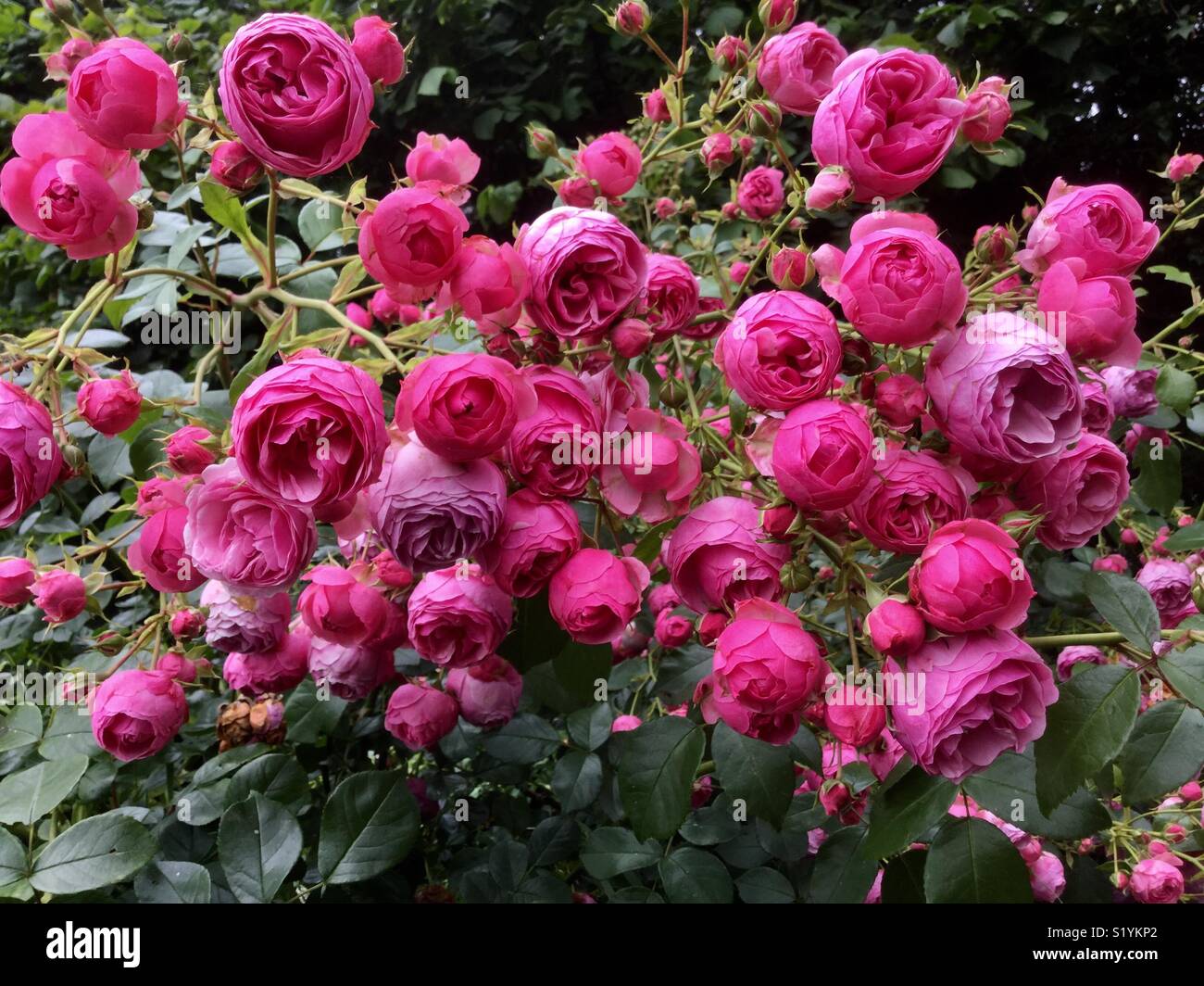 Pompon roses hi-res stock photography and images - Alamy
