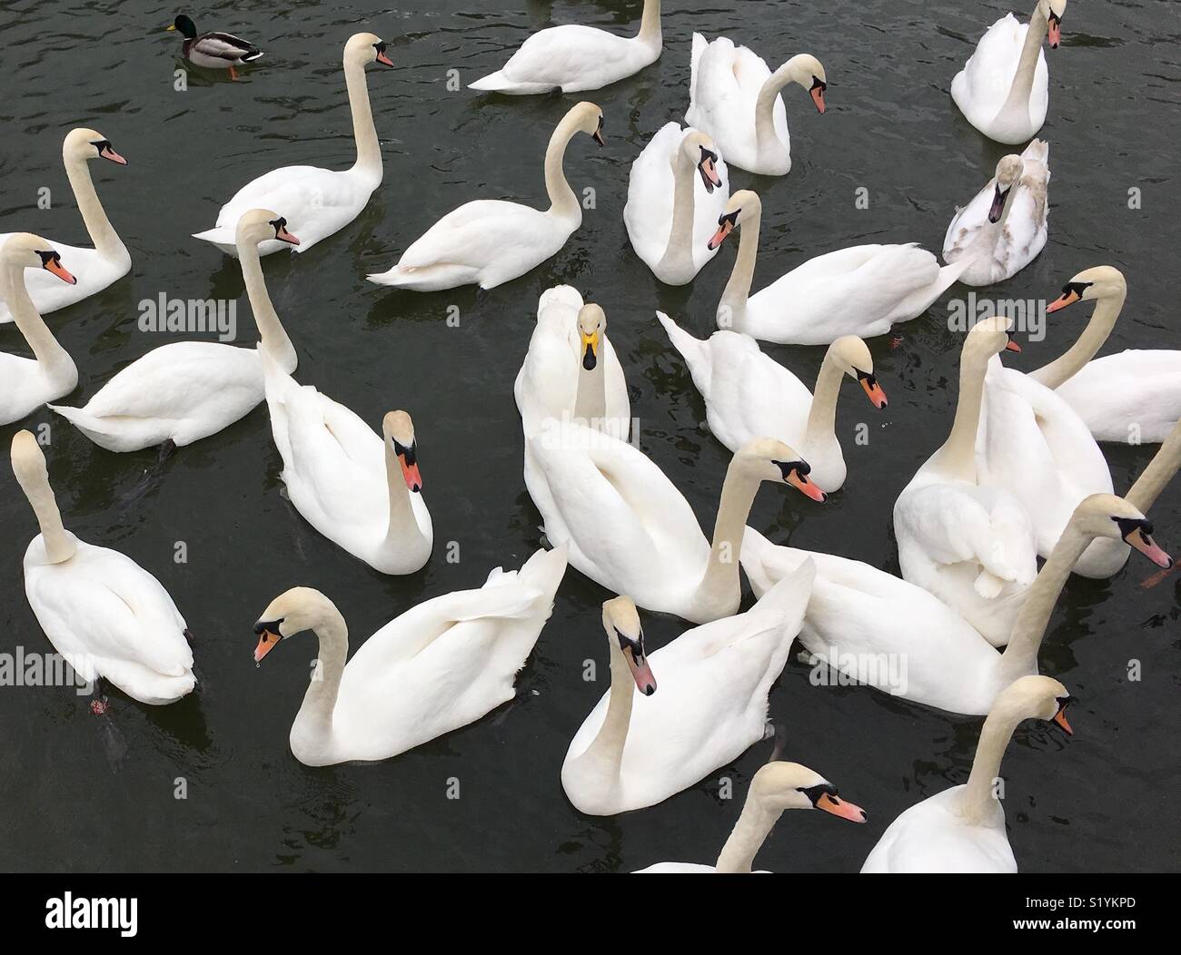 Swans on a lake - Smartphone Captured Stock Image