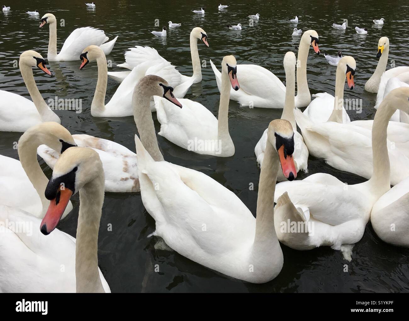 Swans on a lake Stock Photo