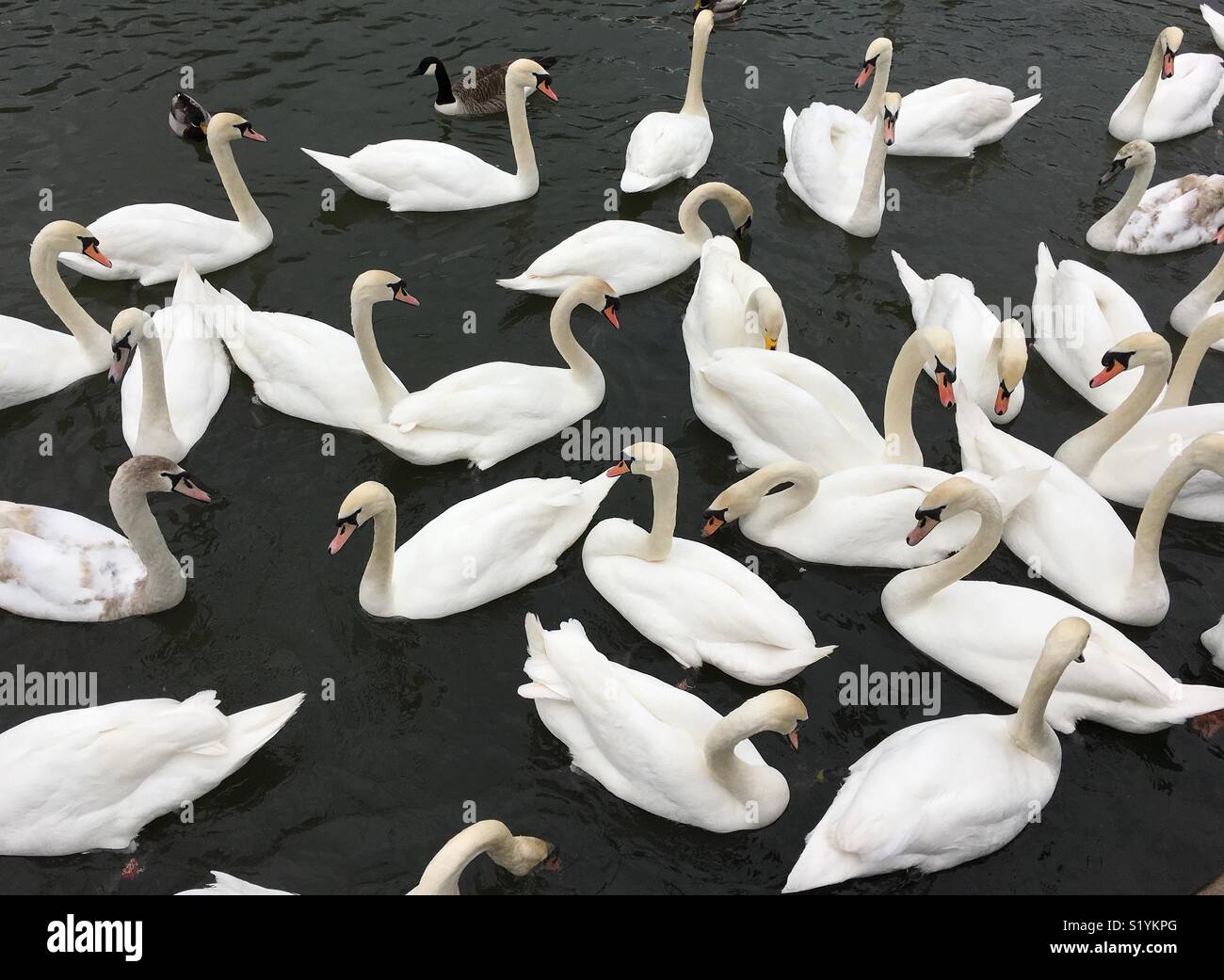 Swans on a lake - Smartphone Captured Stock Image