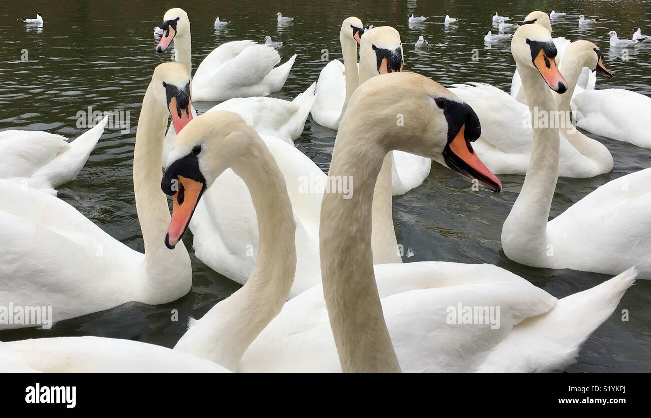 Swans on a lake - Smartphone Captured Stock Image