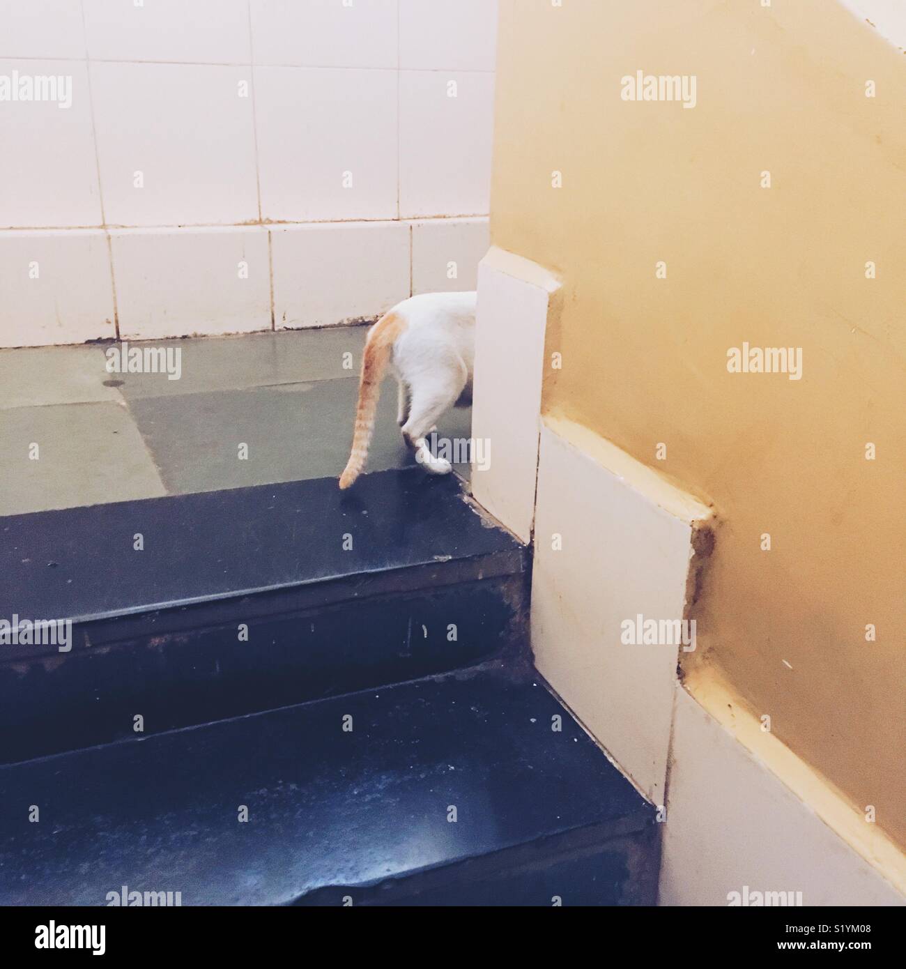 Cat tail on stairs Stock Photo Alamy