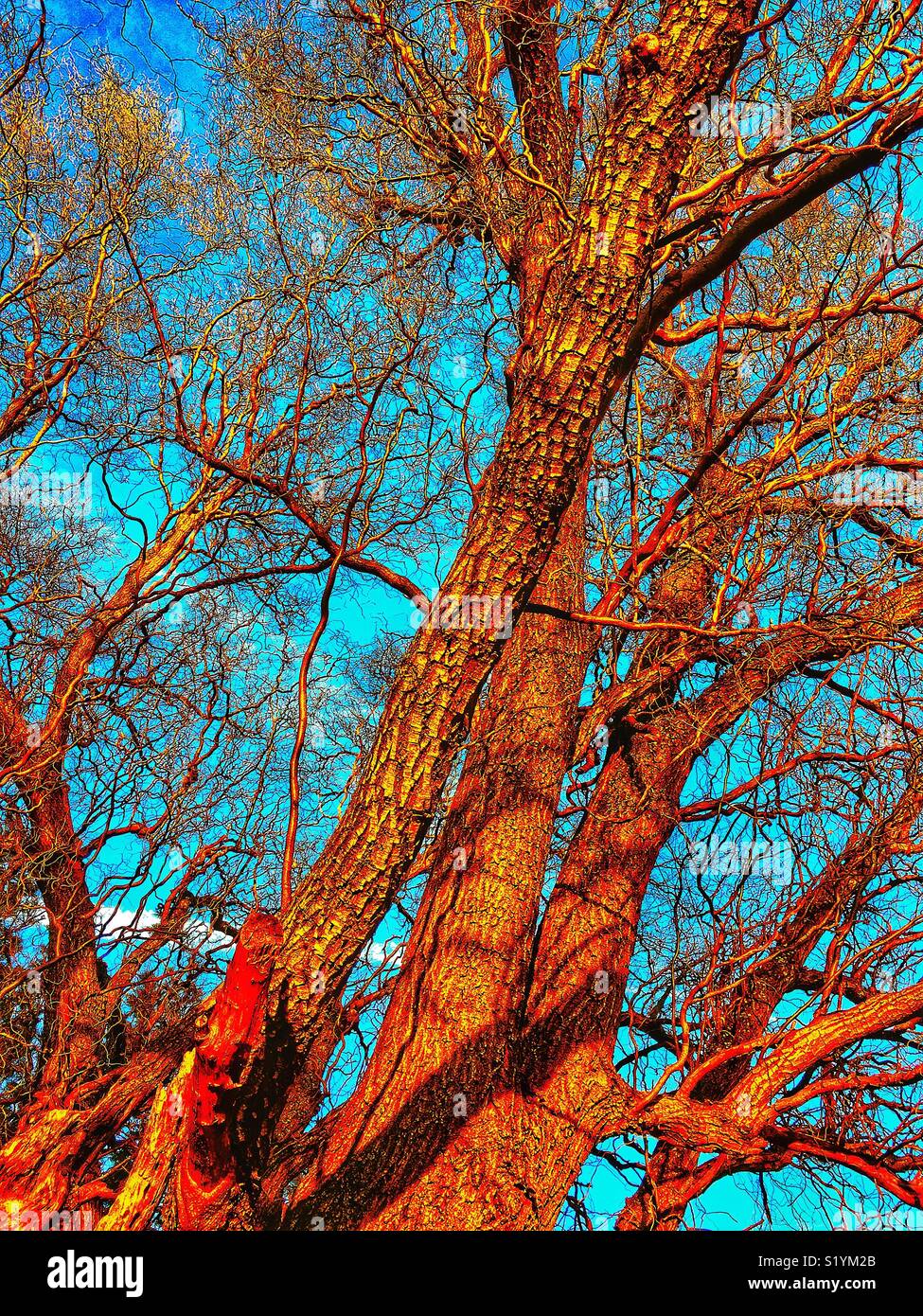 Corkscrew willow branches hi-res stock photography and images - Alamy