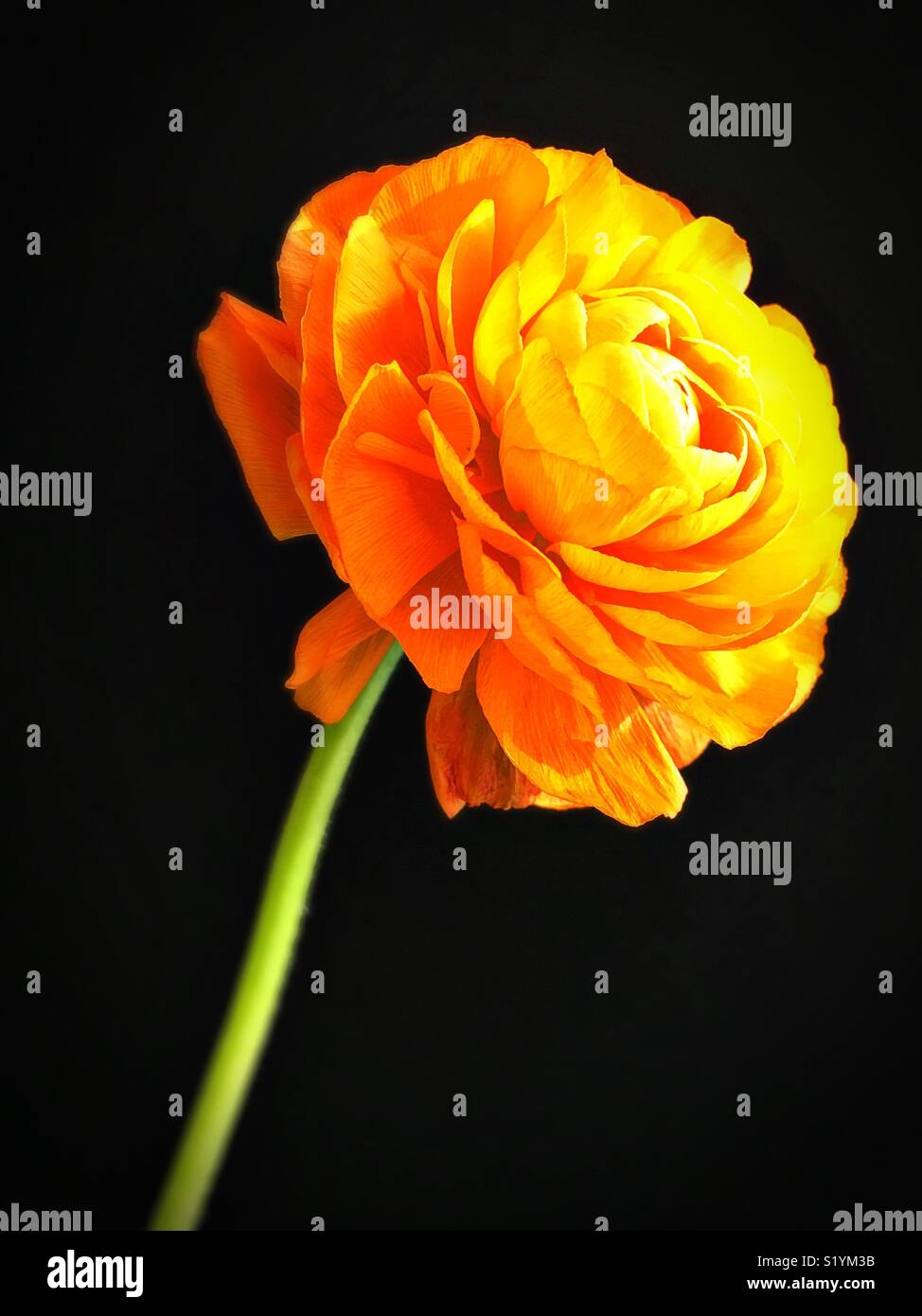 Orange ranunculus flower against black background. Stock Photo