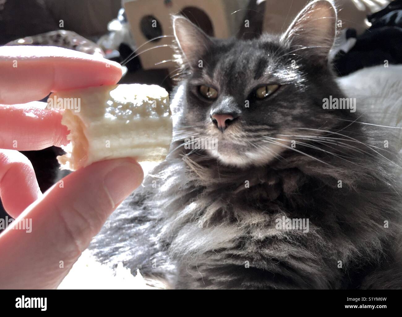 Cat banana side-eye. - Smartphone Captured Stock Image