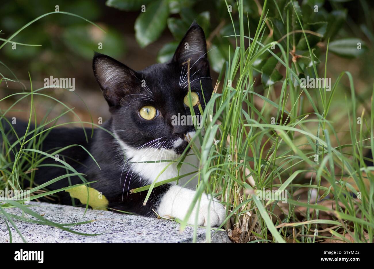 Japanese cat hi-res stock photography and images - Alamy