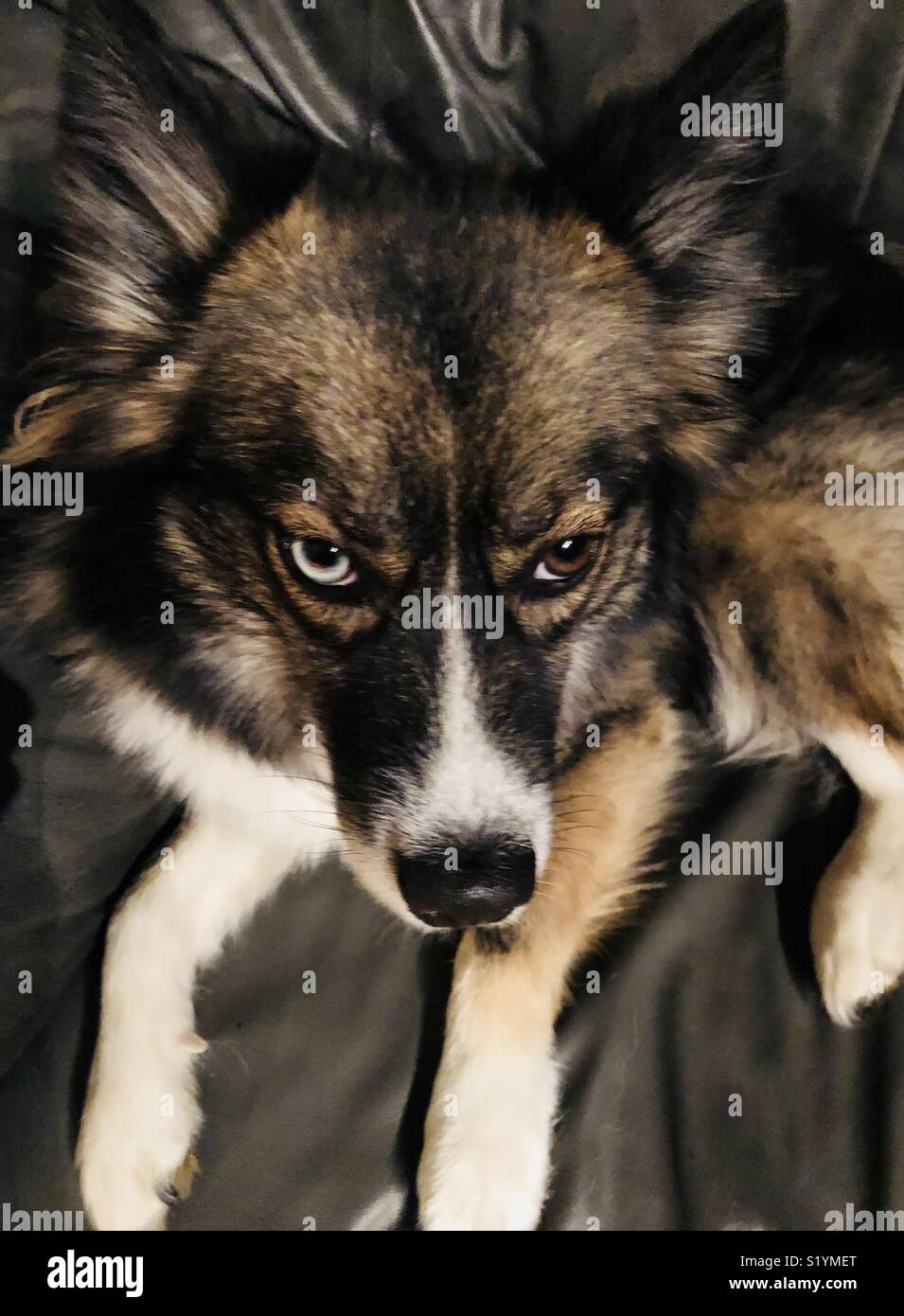 Cute pomsky hi-res stock photography and images - Alamy