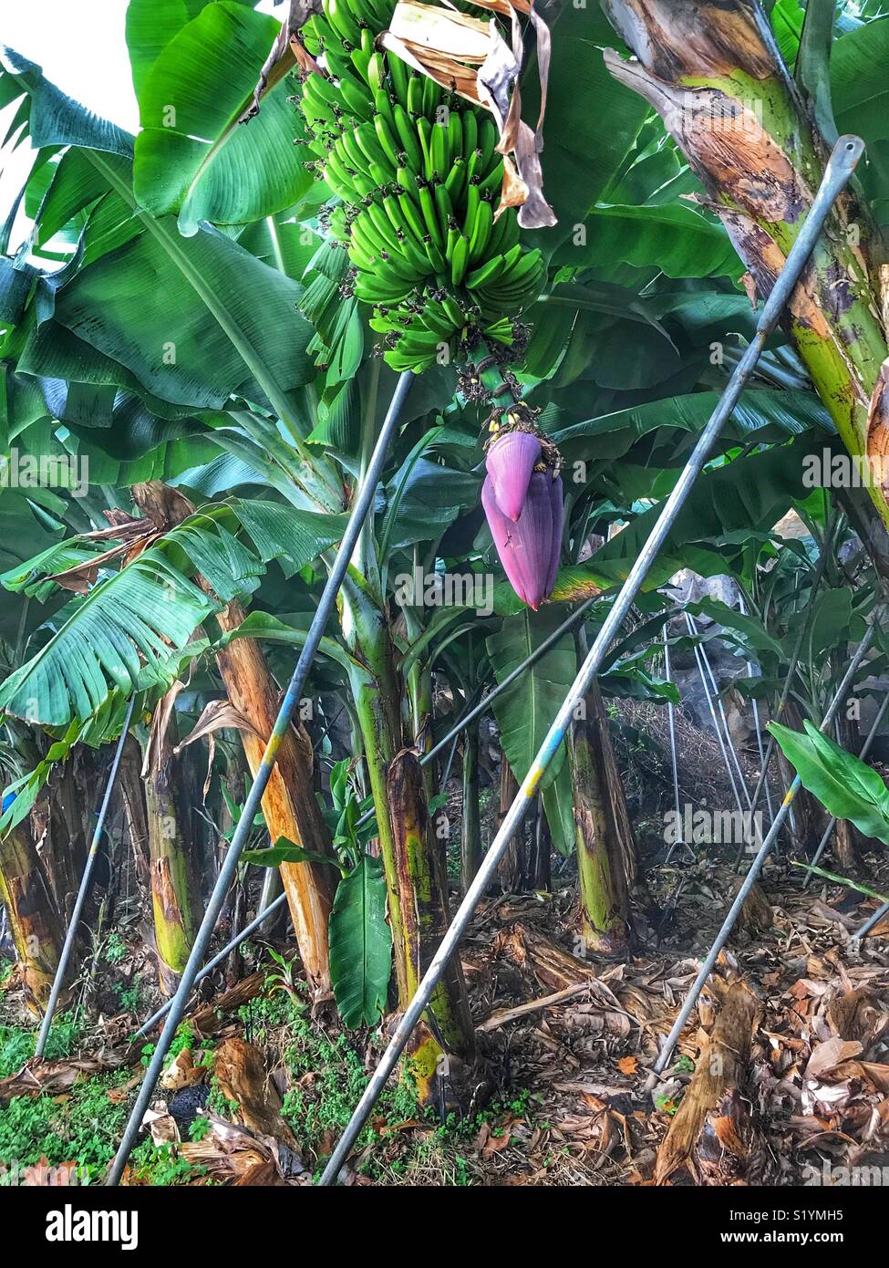 Bunch of bananas on tree in a plantation, Madeira, Portugal - Smartphone Captured Stock Image