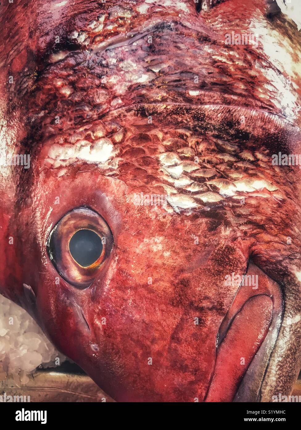 Freshly caught fish on a stall in the Farmers’ Market, Mercado dos Lavradores, Funchal, Madeira, Portugal - Smartphone Captured Stock Image