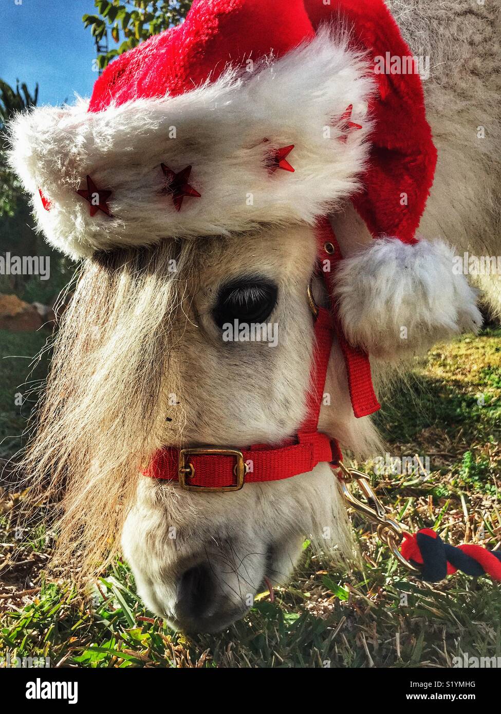 Falabella miniature horse grazing on grass, wearing s Santa bobble hat Stock Photo