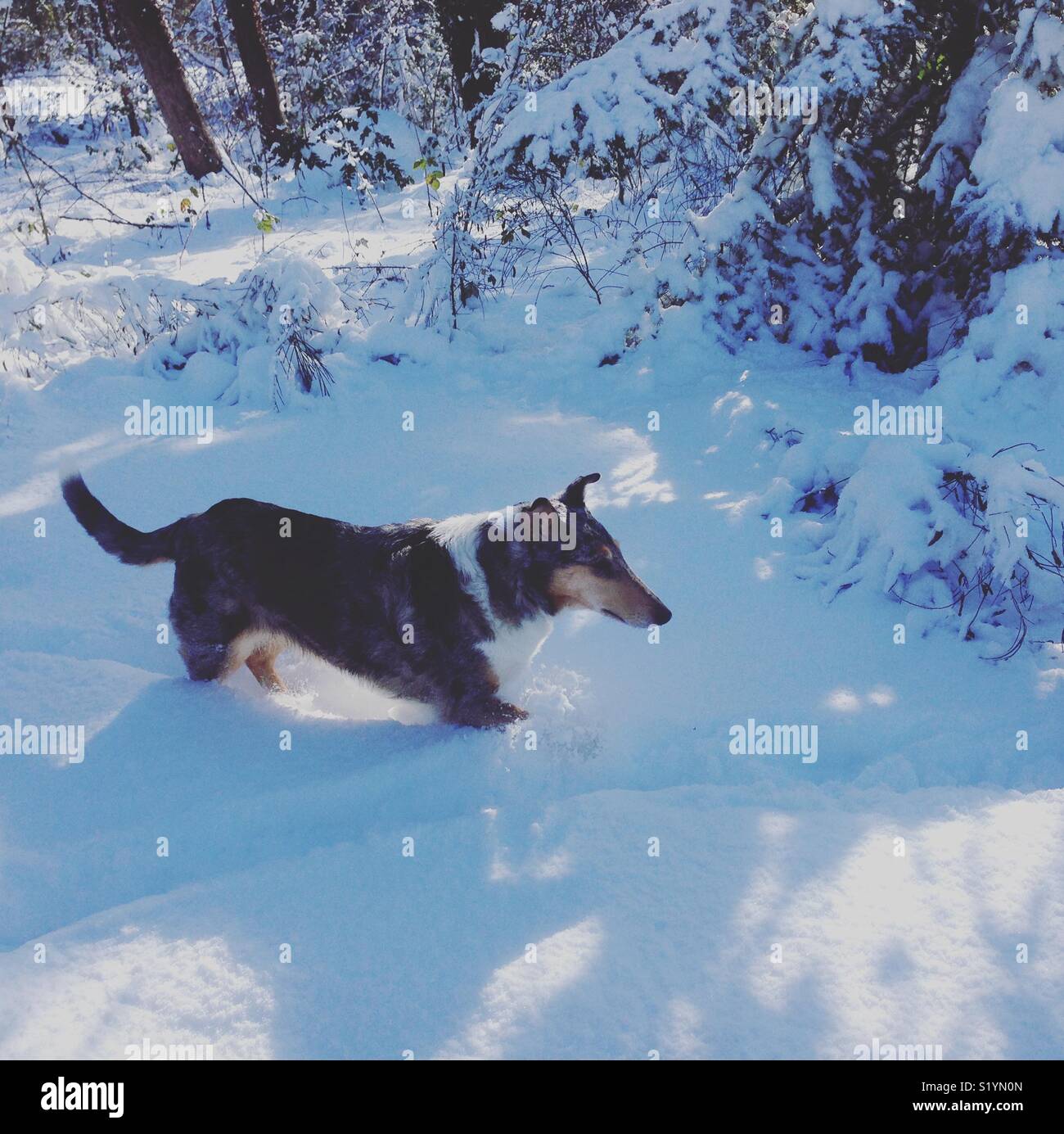 Smooth collie in the snow. Stock Photo
