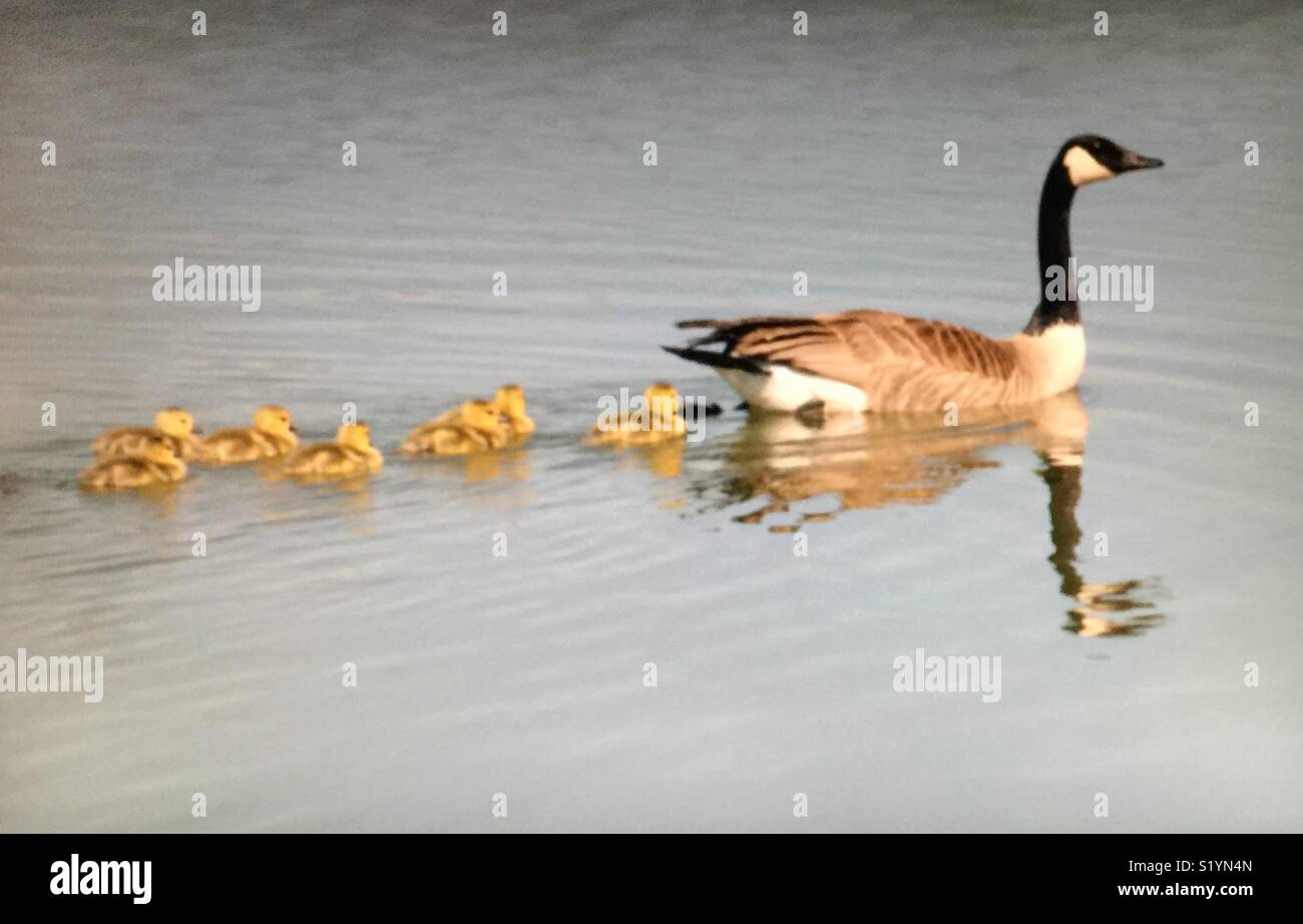 Birds of North America, Canada goose - Smartphone Captured Stock Image