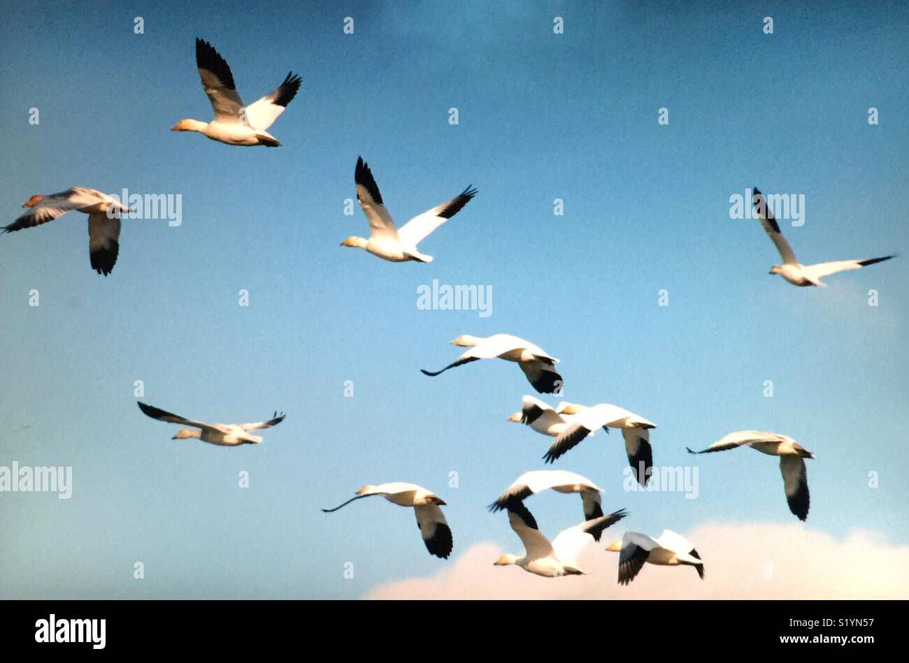 Birds of North America, snow goose migration - Smartphone Captured Stock Image