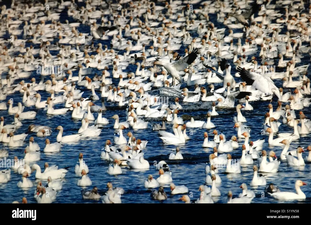 Birds of North America, snow goose migration - Smartphone Captured Stock Image