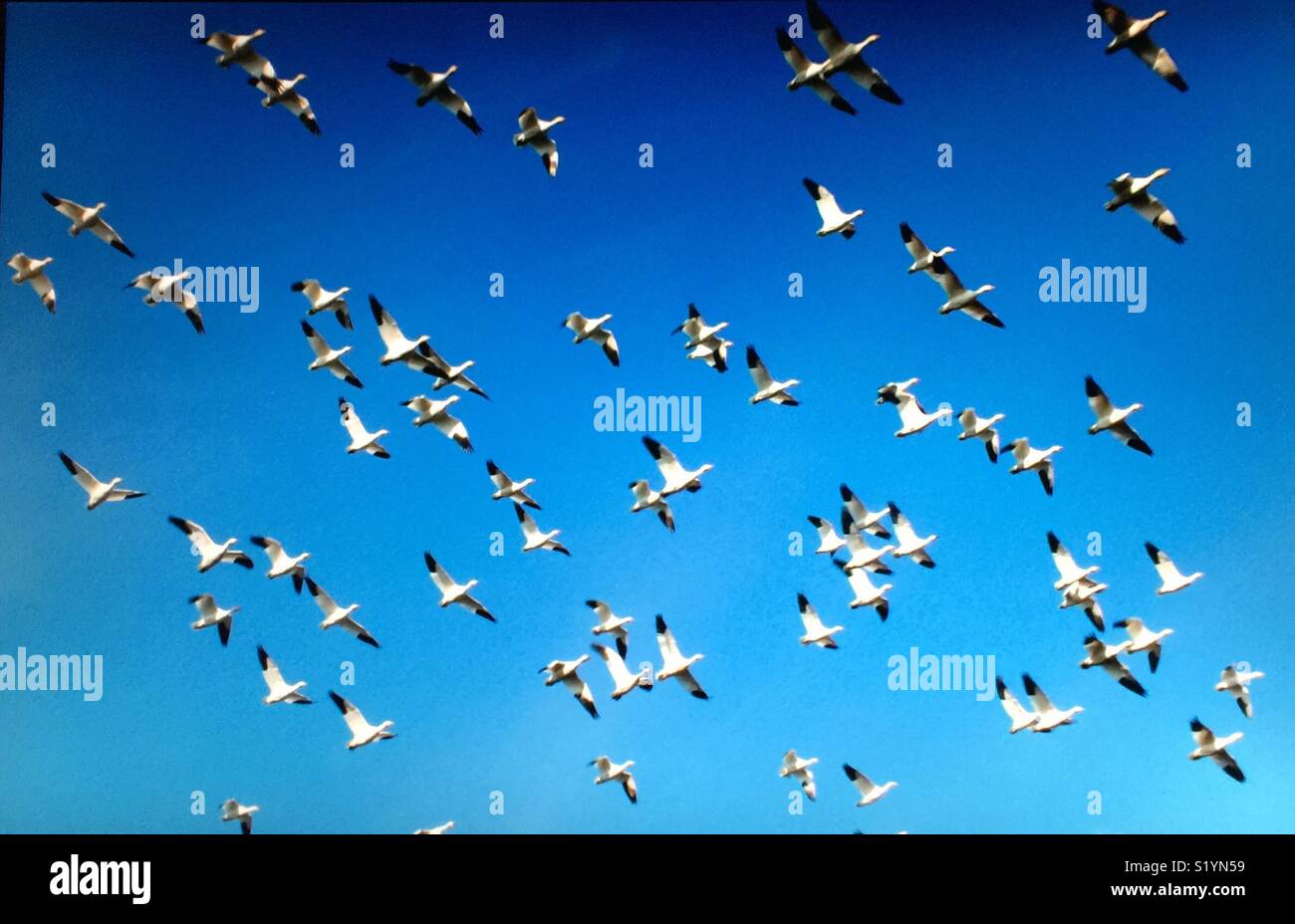 Birds of North America, snow goose migration - Smartphone Captured Stock Image