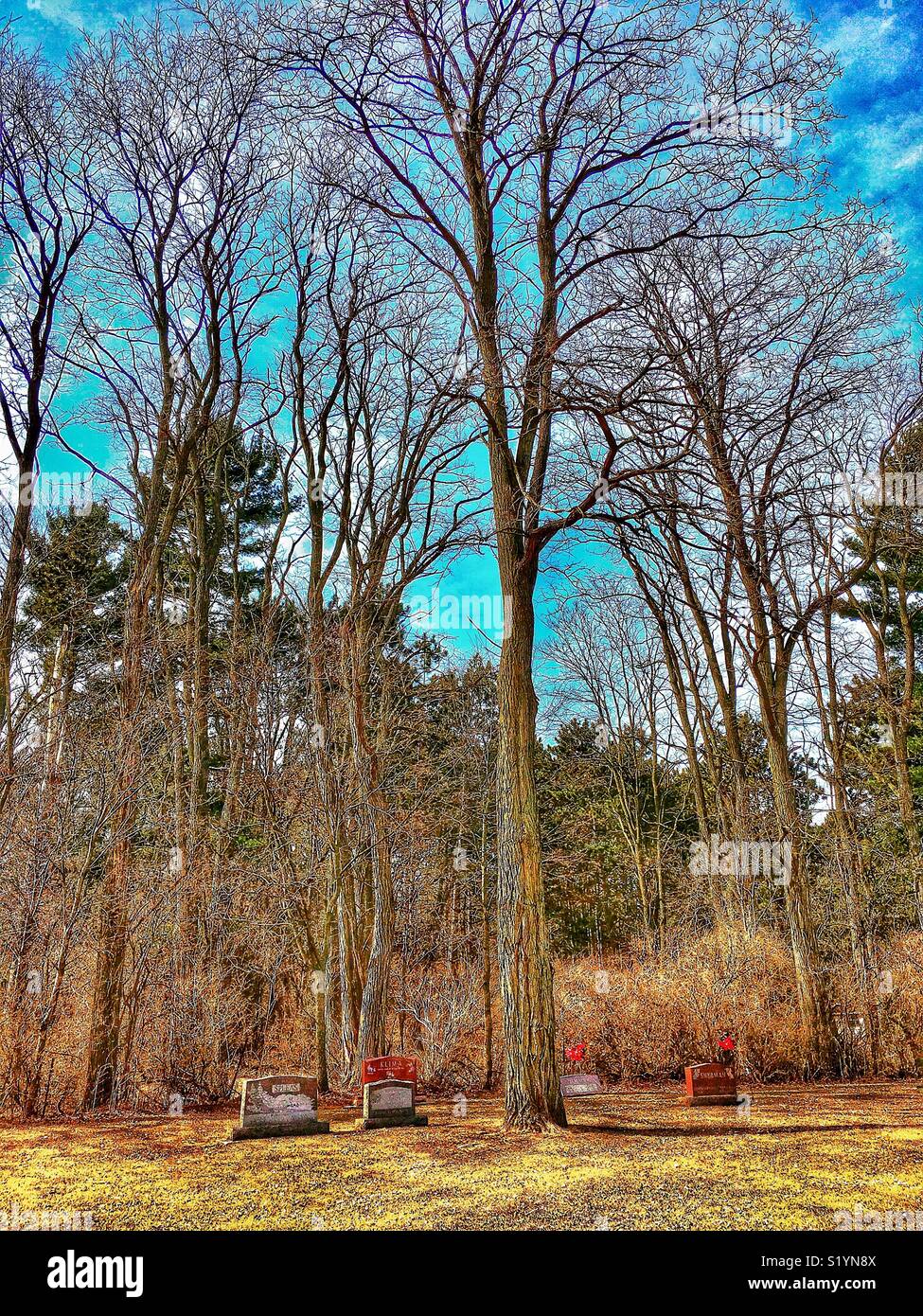 Skeletal trees reach up towards the sky in a small cemetery - Smartphone Captured Stock Image