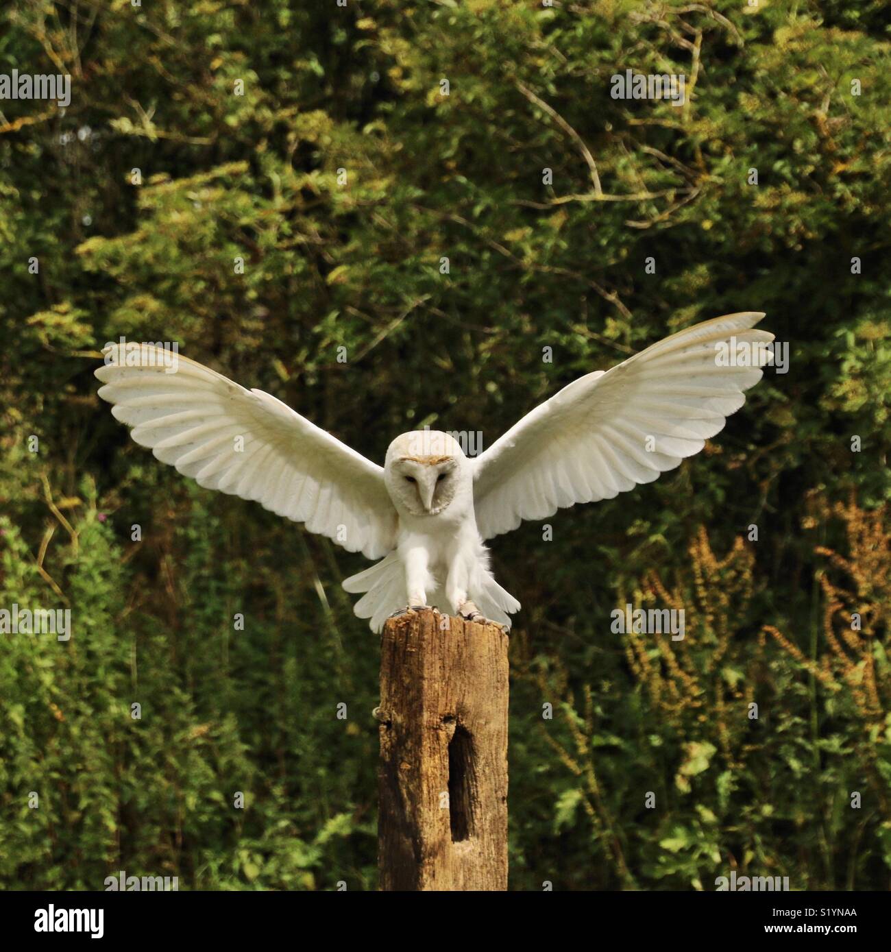 A barn owl landing on a post - Smartphone Captured Stock Image