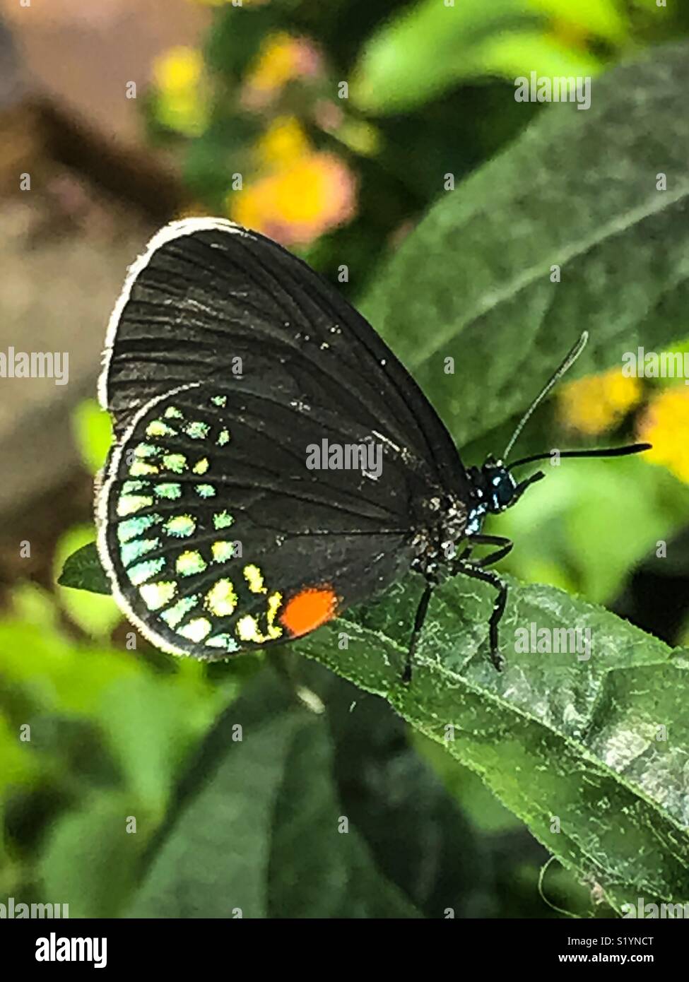 White orange butterfly hires stock photography and images Alamy