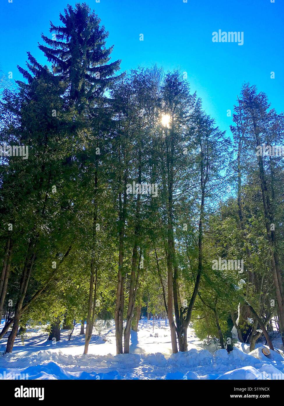 morning awakening - Smartphone Captured Stock Image