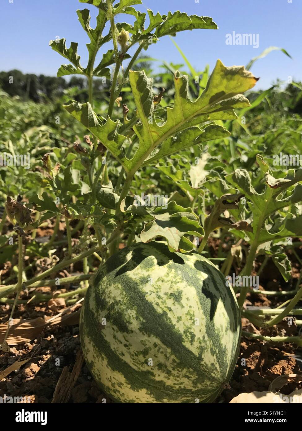 Baby Watermelon growing Stock Photo