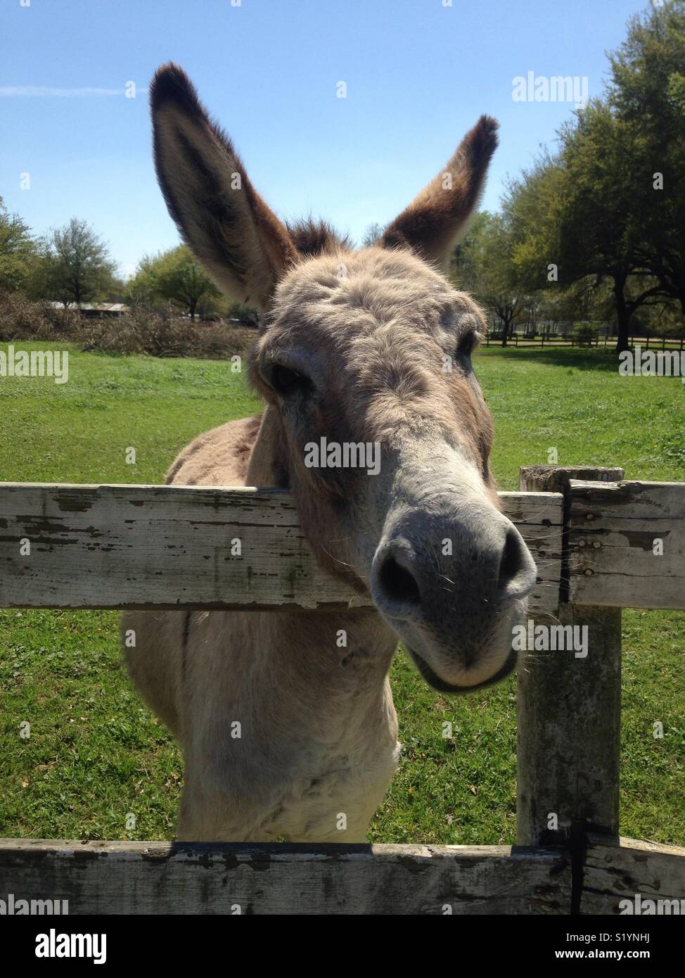 Ears animals hi-res stock photography and images - Alamy