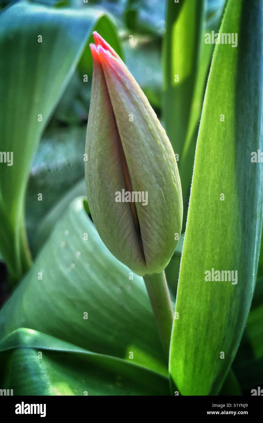 Opening soon - an early tulip flower still closed. Stock Photo