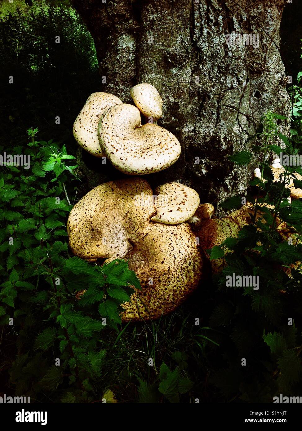 Fungus growing on tree trunk Stock Photo