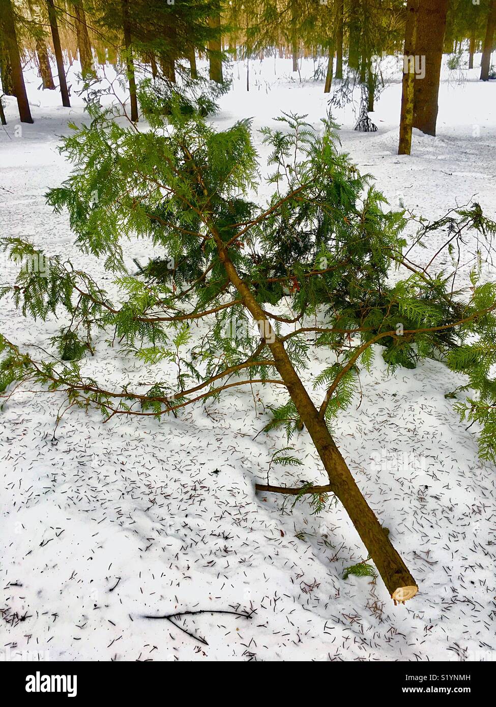 fir branch on the snow - Smartphone Captured Stock Image