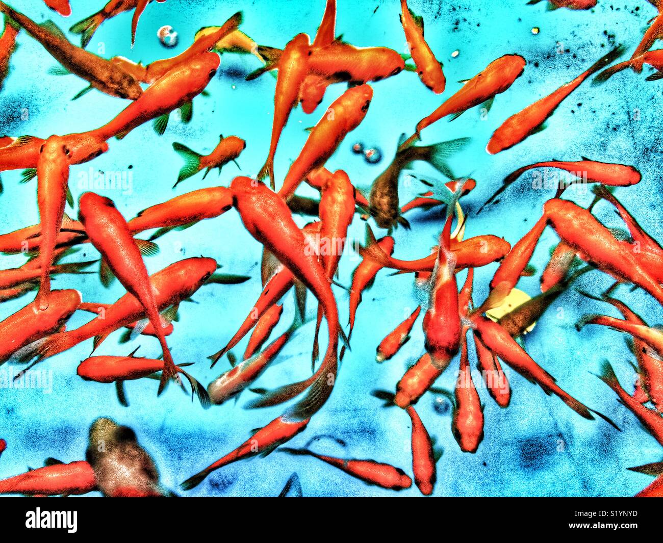 View above a goldfish tank - Smartphone Captured Stock Image