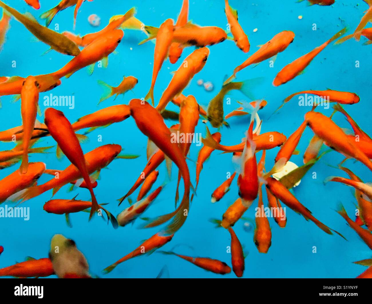 Goldfish tank hi-res stock photography and images - Alamy