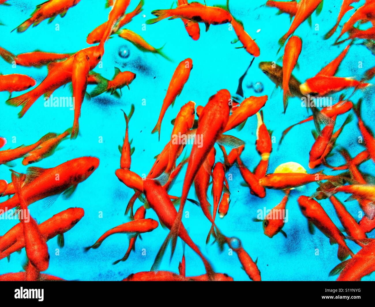 View above a goldfish tank - Smartphone Captured Stock Image