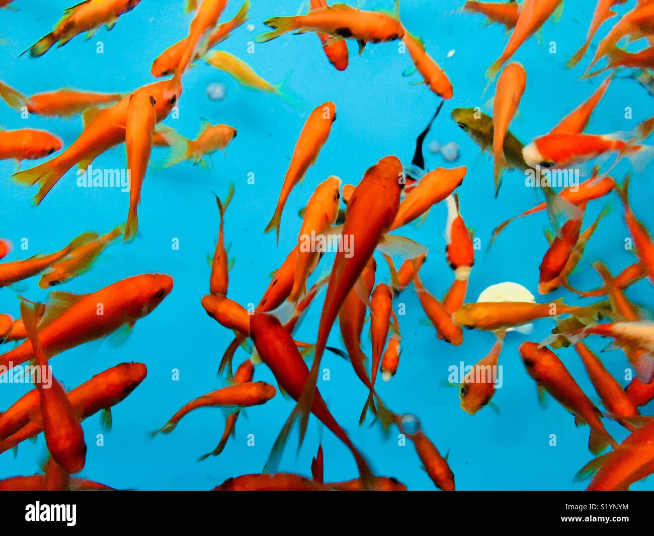 View above a goldfish tank - Smartphone Captured Stock Image