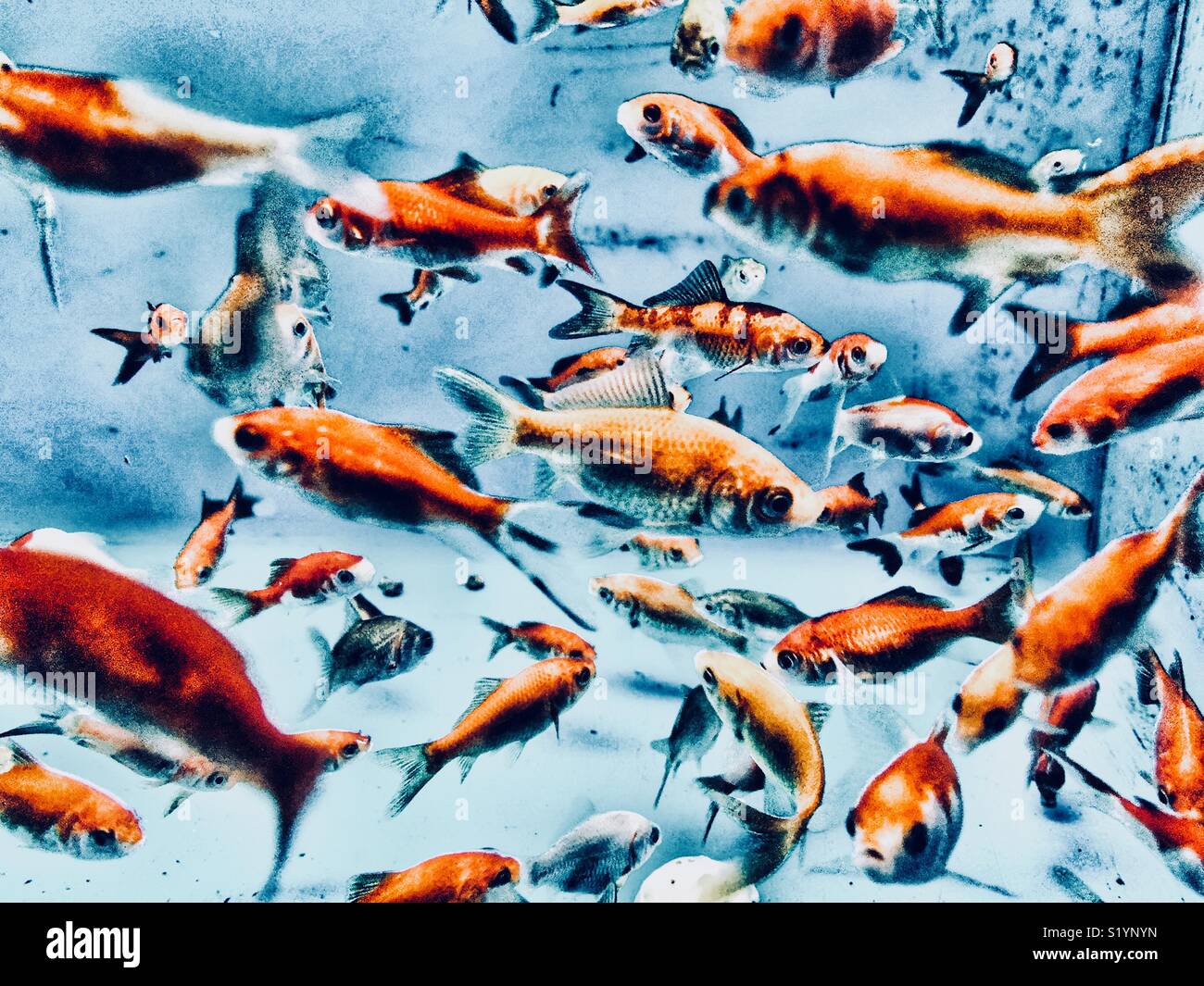 View of a large number of goldfish in an aquarium - Smartphone Captured Stock Image