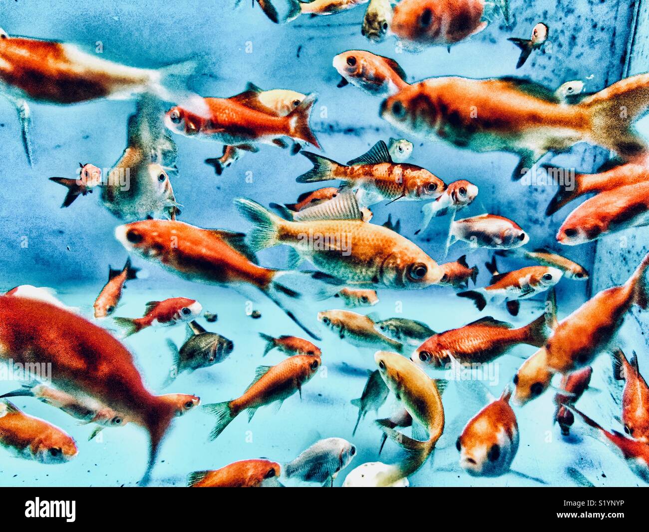 View of a large number of goldfish in an aquarium - Smartphone Captured Stock Image