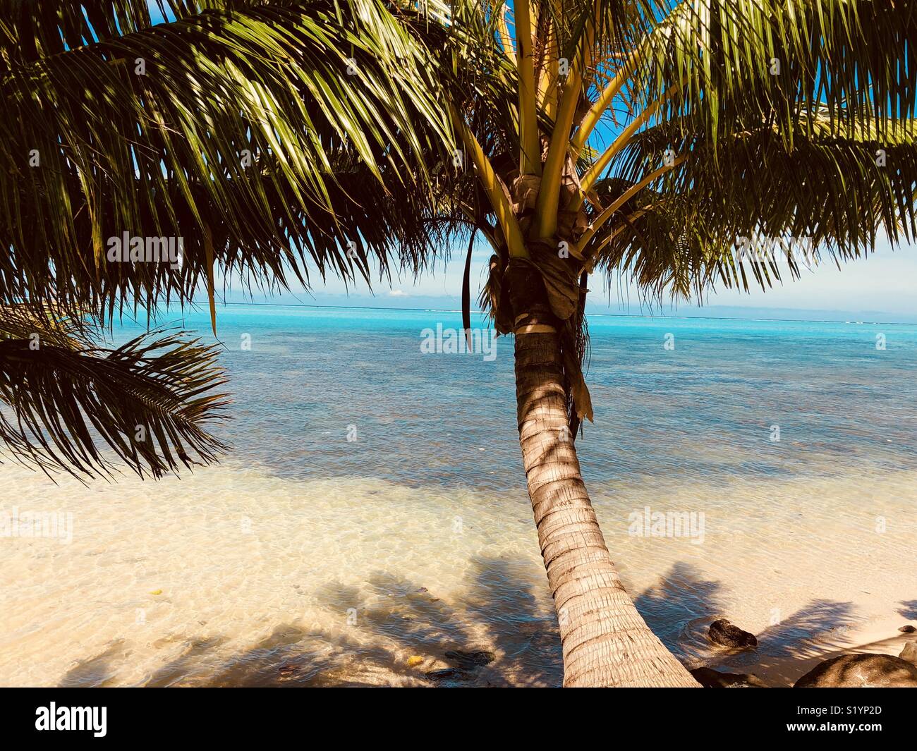 Leaning Palm Tree at a tropical Beach , Moorea Island, French Polynesia - Smartphone Captured Stock Image