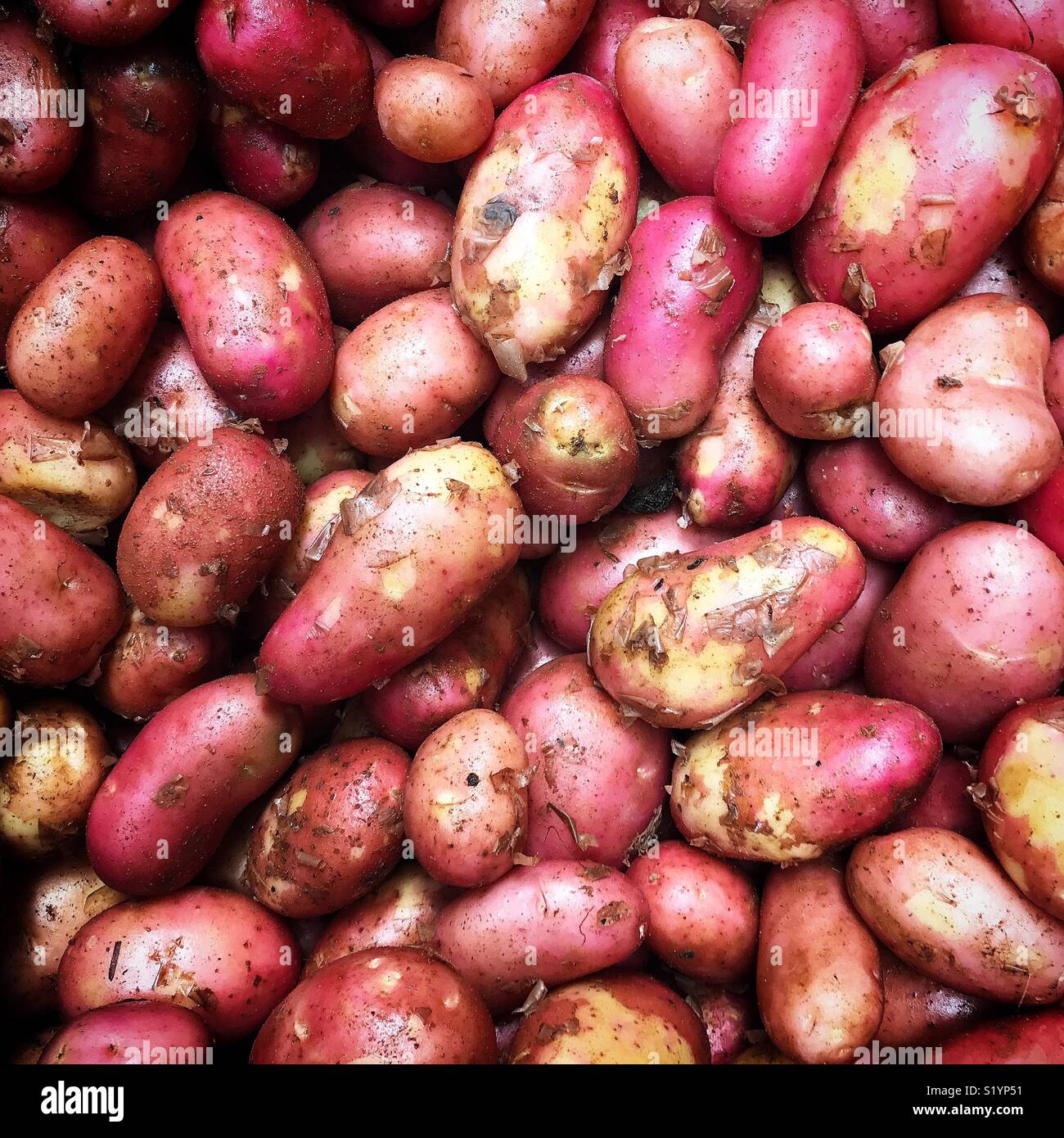 Red potatoes for sale in a street market in Tangier, Morroco, Africa Stock Photo