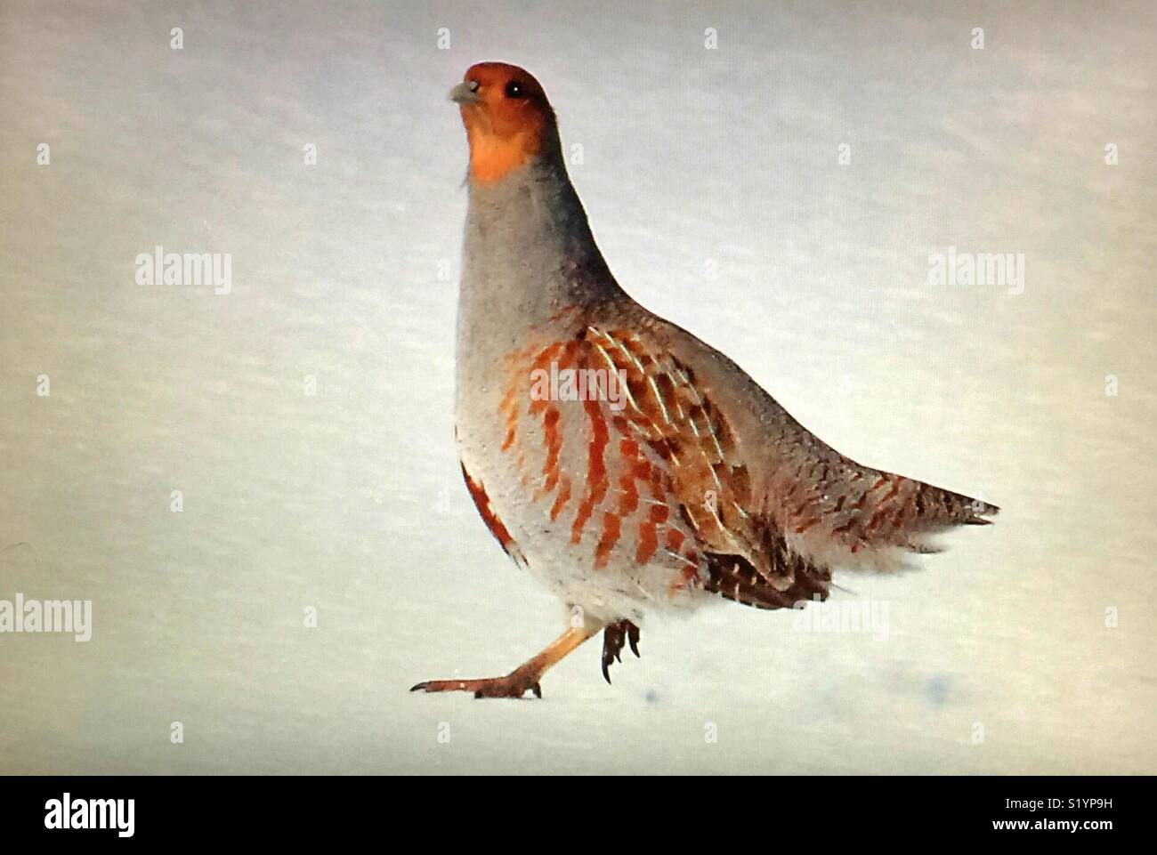 Birds of North America, Hungarian Partridge Stock Photo Alamy