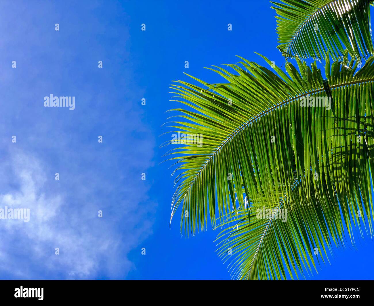 Palm Leaf against Blue Sky - Smartphone Captured Stock Image