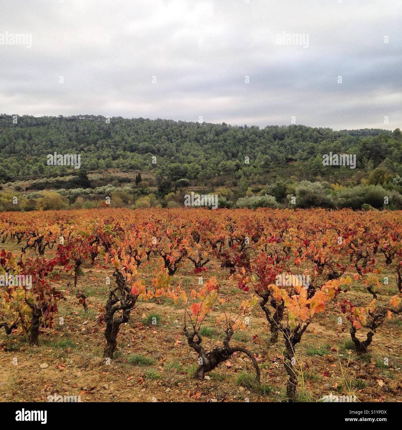 Corbieres region hires stock photography and images Alamy